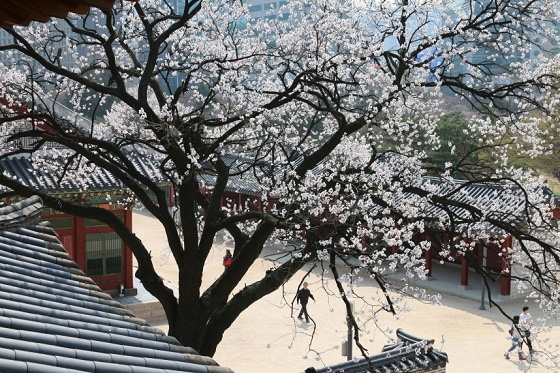 덕수궁 석어당에서 만끽하는 봄 풍경 (사진 = 문화재청)