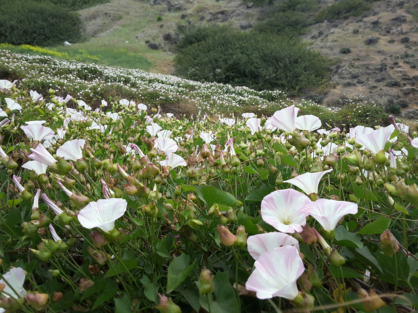 바닷가를 따라 지천에 피어 있는 흰 색의 겟매꽃