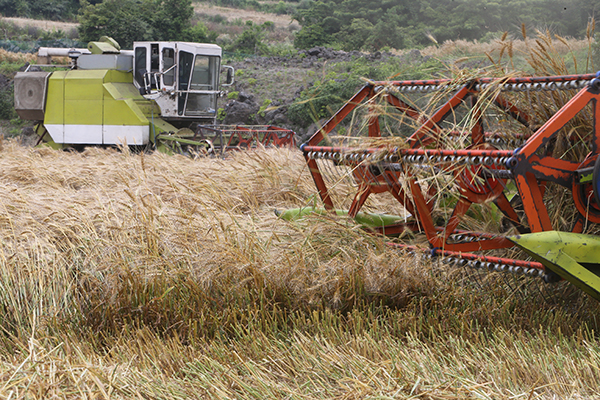 제주 서귀포시 안덕면 상천리 한 농경지에서 국산 밀 수확 작업이 이뤄지고 있다. (사진=저작권자(c) 연합뉴스, 무단 전재-재배포 금지)