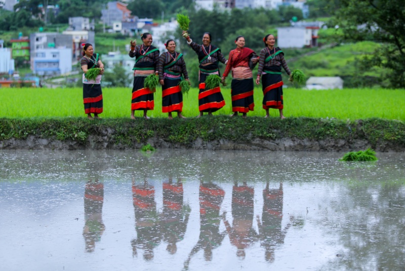네팔의 논 풍경.(사진=저작권자(c) 뉴스1, 무단 전재-재배포 금지)