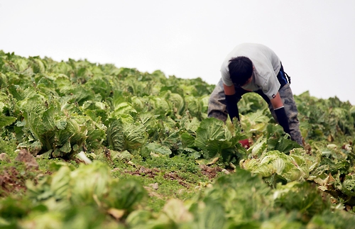 농민이 산지서 1천원에 판 배추, 소비자가 1만원에 사먹는다
