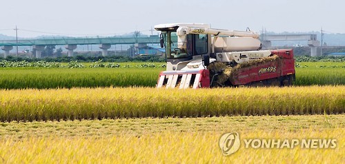 폭락이냐, 안정이냐…올해 쌀값, 9월 날씨가 변수