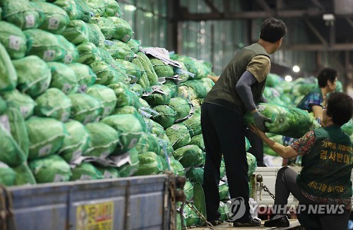 배추, 비싸도 잘 팔린다…작년 추석보다 63%↑